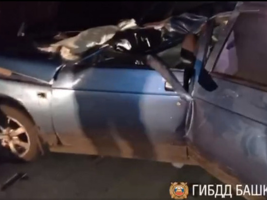 В Башкирии легковушка сбила лошадь с жеребятами: один пассажир погиб, трое пострадали