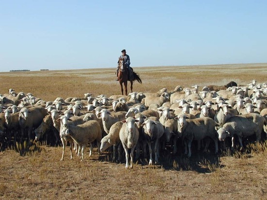 Миллион от властей Дагестана получит пастух из Калмыкии?