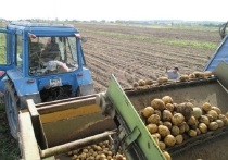 Картофель в городском округе Серпухов предстоит убрать с площади 410 гектар.