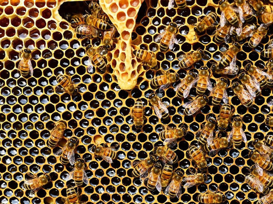 О пользе пчелиной перги для здоровья узнали волгоградцы