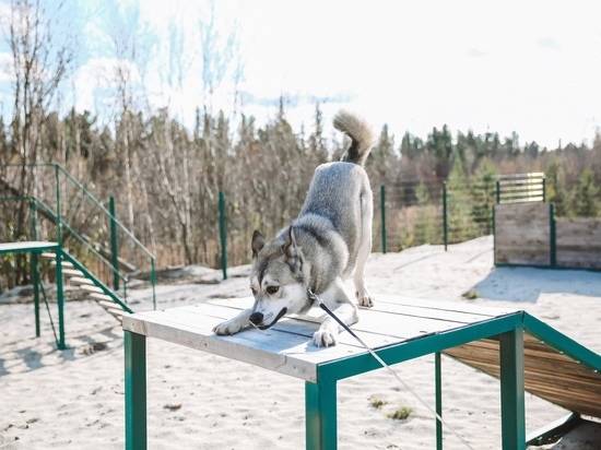 В Губкинском открыли площадку для выгула собак