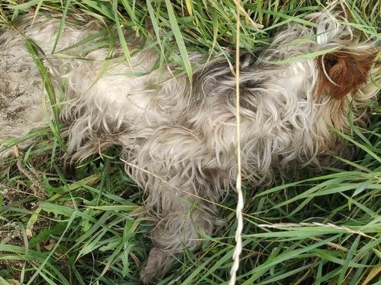 Отравленная собака умерла на глазах у детей возле школы в Чите