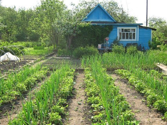 Кировчане могут бесплатно получить садовый участок