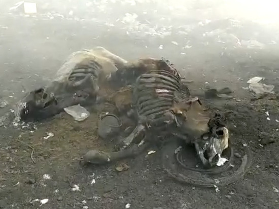 Власти Якутии опровергли сообщения о гибели скота на мусорном полигоне