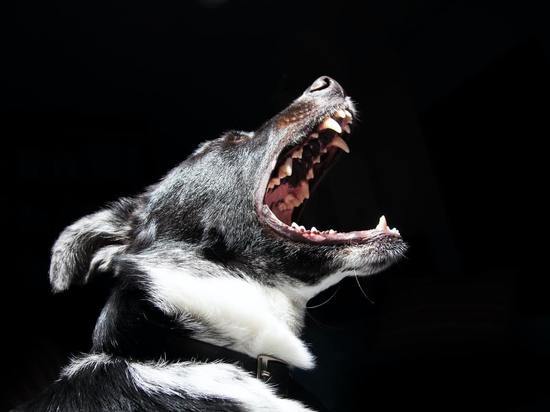 Жительница Палкино: Стаи бродячих собак угрожают людям