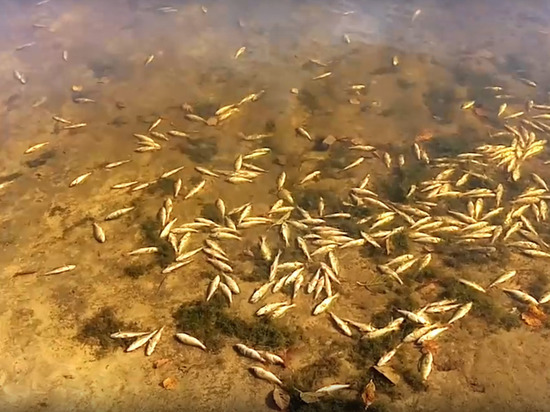 В озере Сынтул Рязанской области массово погибла рыба