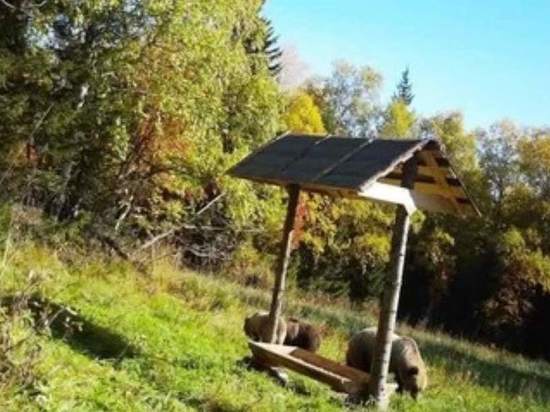 В Челябинской области фотоловушка зафиксировала "семейный обед" медведей