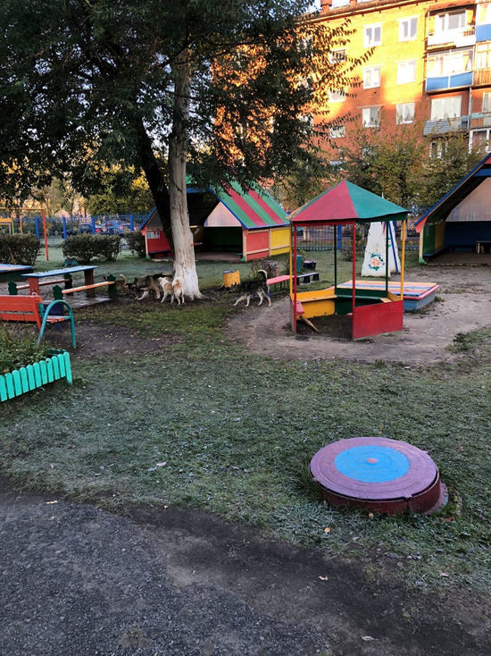 В Кемерове бездомные собаки оккупировали детский сад