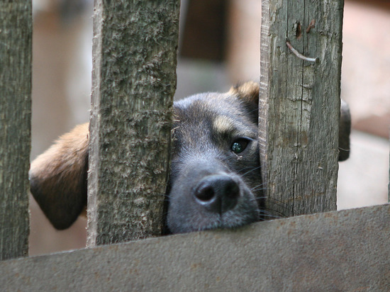 В Москве жестоко зарезали директора приюта для бездомных животных