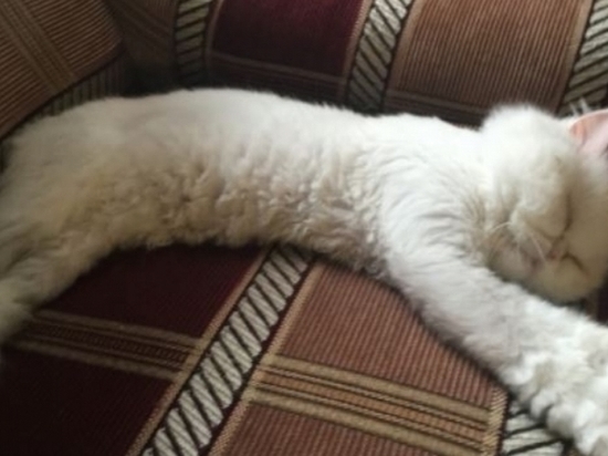 Персидская кошка прошла за месяц 240 километров по дороге в Мурманск