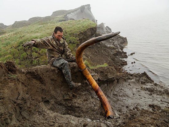 Власти Якутии продвигают закон о легализации рынка мамонтовой фауны