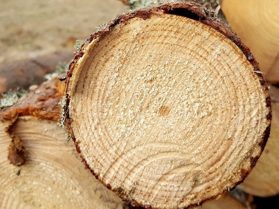 Эксперт осужден за взятки при отправке древесины из Забайкалья в КНР