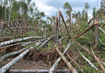 В Красночикойском районе осужден читинец, который во время строительства дороги для большегрузной техники, уничтожил большее 200 деревьев