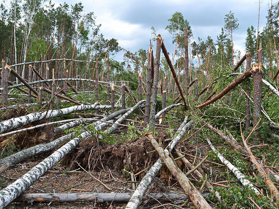 Больше 200 деревьев уничтожил забайкалец при строительстве дороги