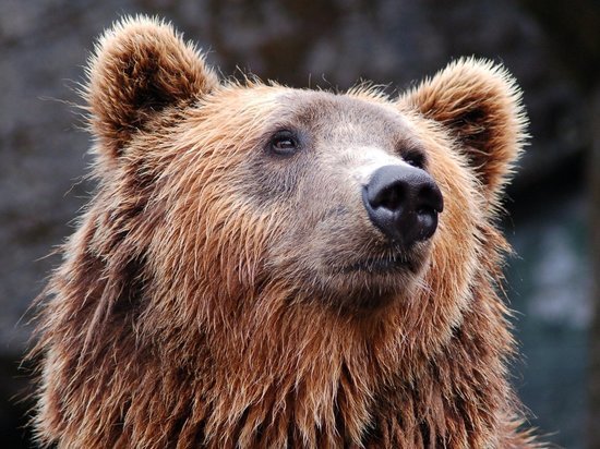 Медведица с "критическими днями" напала на сына дрессировщика в Подмосковье