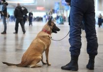 В столичных аэропортах скоро появятся собаки, которые умеют определять больных коронавирусом по запаху
