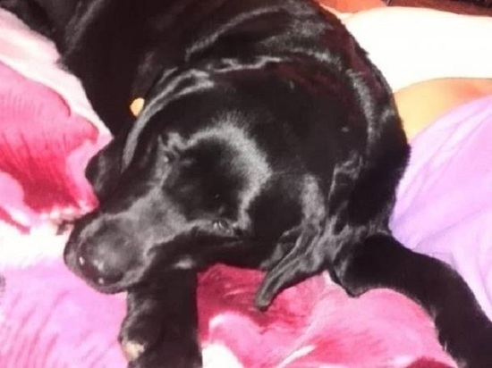 Лабрадора подобрали неравнодушные люди, посчитав пса потерянным