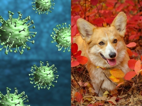 Голикова рассказала о собаках, выявляющих коронавирусных больных