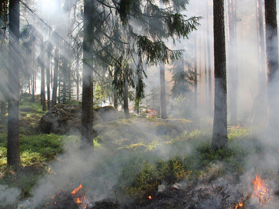 Три из четырех лесных пожаров на Колыме потушили