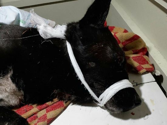 Право на жизнь: в Медвежьегорском районе до полусмерти избили пса