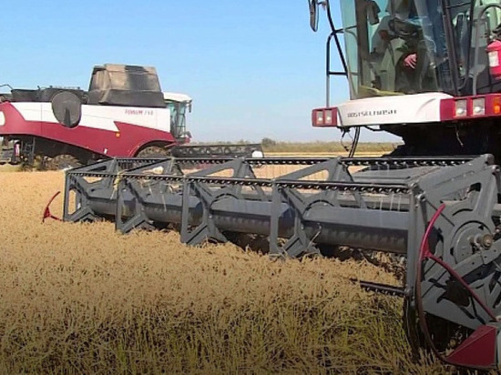 В Калмыкии собирают урожай самого северного в мире риса