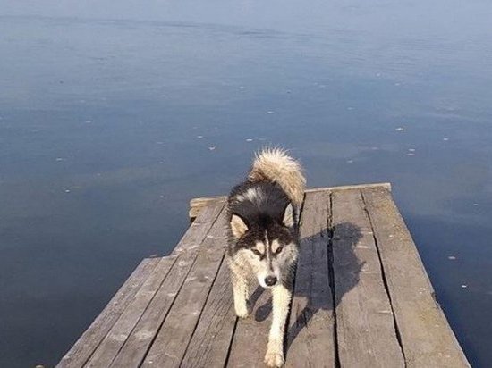 Воткинские спасатели спасли пса из городского пруда