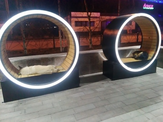 Теплые скамейки в Лабытнанги облюбовали бездомные животные