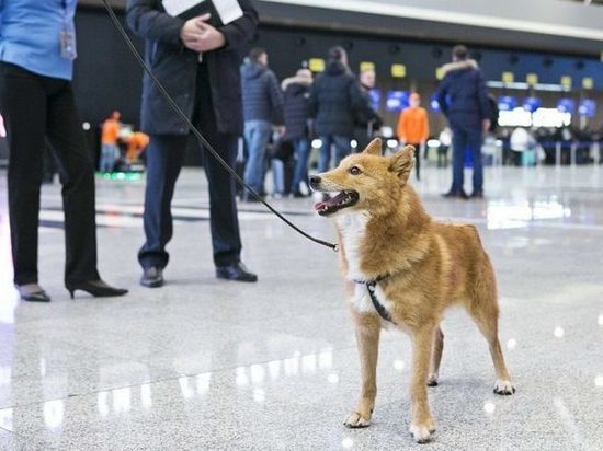 Губернатор Югры предложила дрессировать бездомных собак для выявления коронавируса у людей