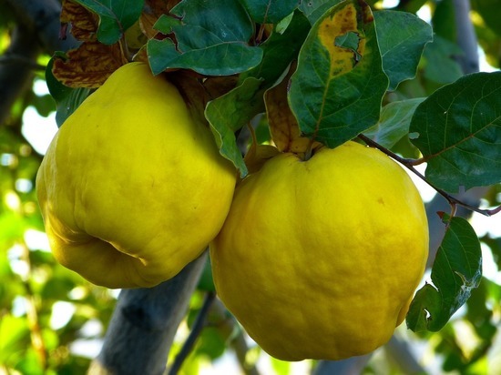 Айва – фрукт, который защитит сердце и убережёт от гриппа