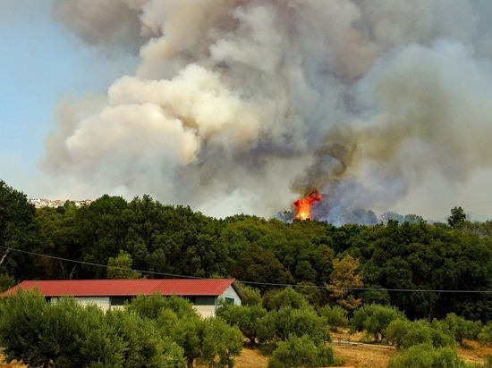 Пожары в ЛНР уничтожили около 1100 гектаров леса