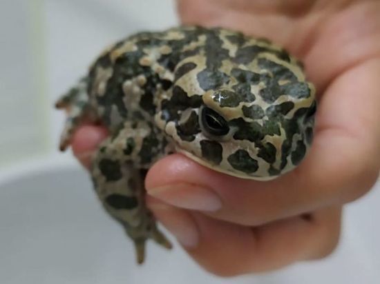 Новосибирцев просят больше не спасать зеленых жаб