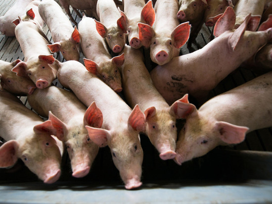 В Хакасии свиней будут спасать от африканской свиной чумы