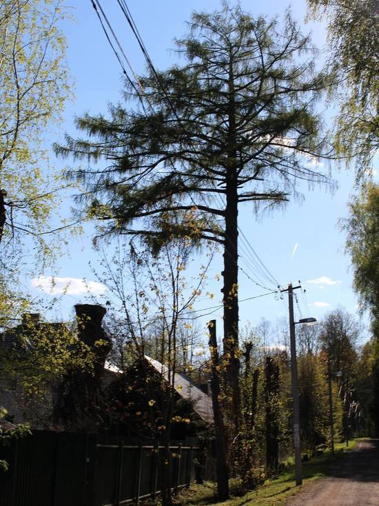 В Смоленской области бабье лето сдает свои позиции