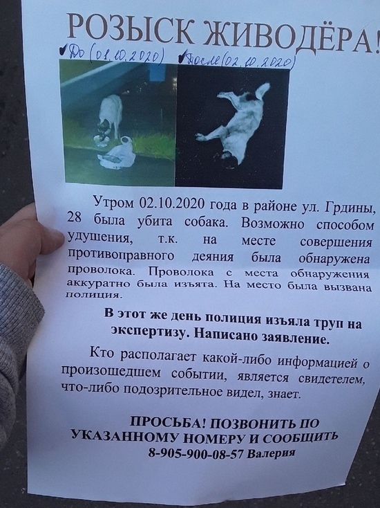 В Новокузнецке ищут душителя собак
