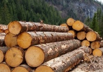 Предпринимателям, работающим с лесом, в ближайшее время придется переоборудовать свои пункты приема древесины
