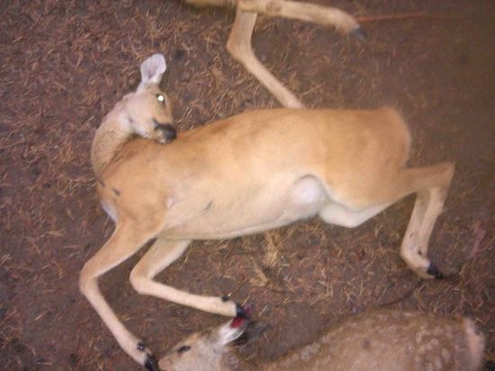 В Бурятии пятеро браконьеров сбили на машине преследовавшего их госинспектора
