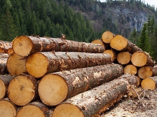 Пункты приема древесины переоборудуют в Забайкалье