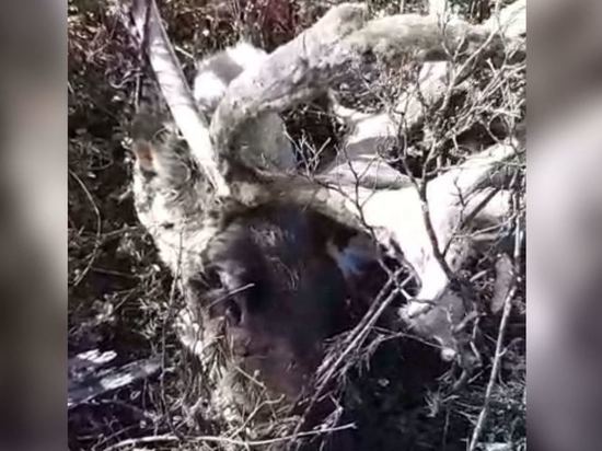 В Якутии браконьеры застрелили трех домашних оленей