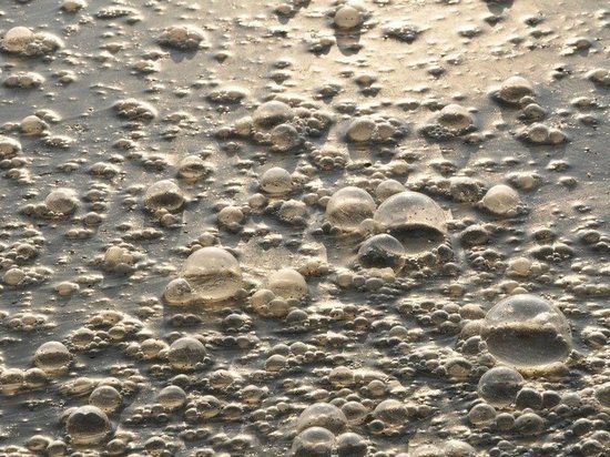 Нижнекамские экологи проверили лужу c мертвыми голубями