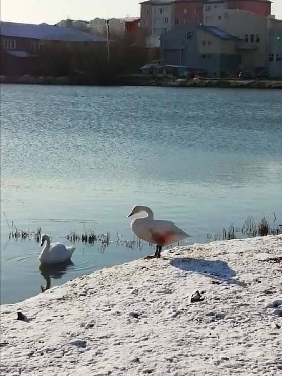 В Салехарде на озере спасли раненого лебедя