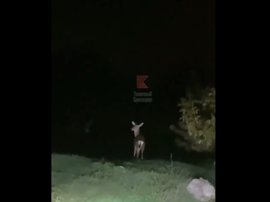 В Краснодаре ночью посреди Пашковки встретили оленя