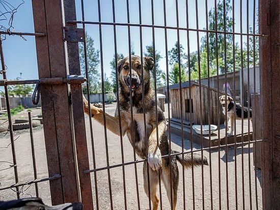 Как строится новый приют для животных, рассказали псковские зоозащитники