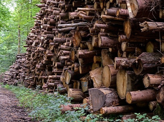Фалёнский лесозаготовитель нанёс ущерб минлесхозу на 1,1 млн рублей