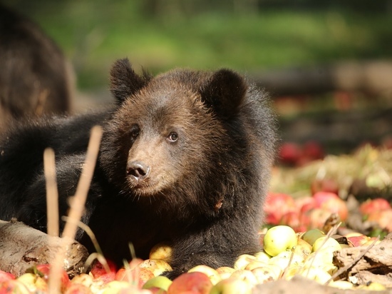 В Тверской области медвежата съели тонну яблок