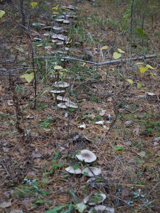 Грибникам Хакасии: В шушенском бору грибы выросли длинными рядами