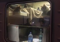 Столичный отпускник, решив захватить с собой на курорт своих домашних любимцев, выкупил для них отдельное купе в поезде Москва - Анапа