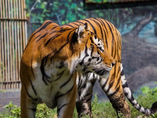 Абаканский зоопарк опубликовал видео с амурскими тиграми