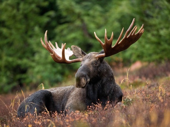 В Удмуртии разрешения на охоту на лося начнут выдавать 22 октября