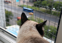 У владельцев кошек может появиться обязанность устанавливать решетки на окна