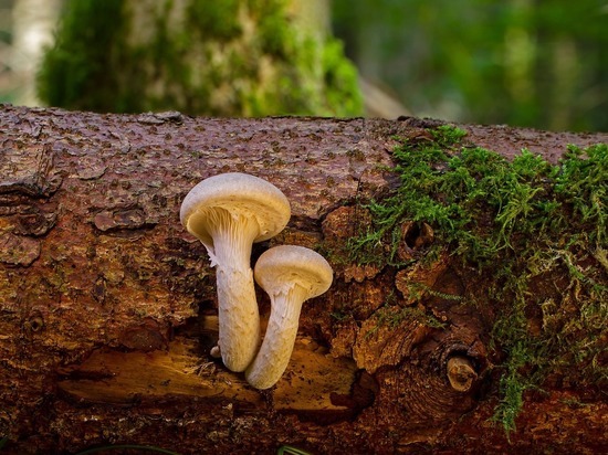 У древесного гриба обнаружены новые целебные свойства